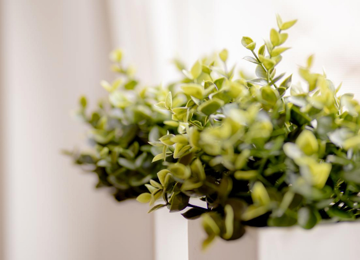 Dekorative Pflanzen im Schlafzimmer des Dock 61