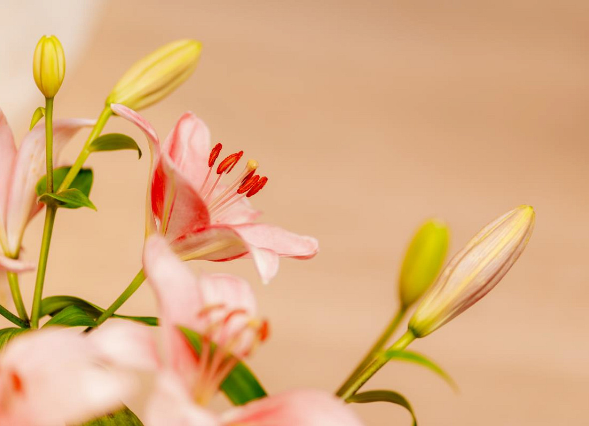 Liesel´s Loft - City Appartement